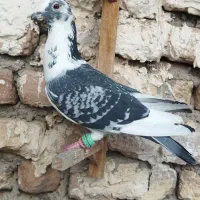 کبوتر کاشمر