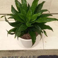 بیرکین و زاموفیلیا بلک