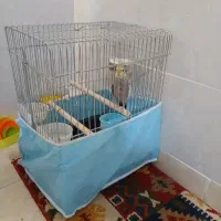 عروس هلندی نر ۱۰ ماهه|پرنده|قزوین, |دیوار