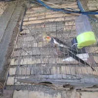 عروس هلندی|پرنده|رودان, |دیوار