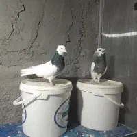 چند جفت طوقی|پرنده|بجنورد, |دیوار