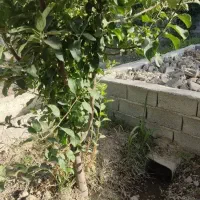 ۳۸۰مترباغ ویلاکاسبی*بحر۱۷م*زیرقیمت*پول لازم شهریار|فروش خانه و ویلا|تهران, یافت آباد جنوبی|دیوار