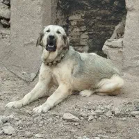 سگ‌ماده‌نژاد‌پژدر‌‌
