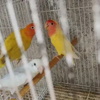 12جفت کوتوله