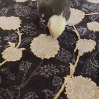 عروس گمشده|پرنده|تهران, مسعودیه|دیوار