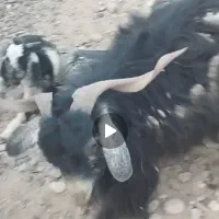 پاچن دوک کوهی