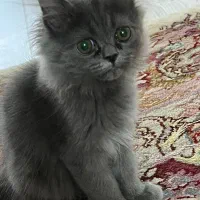 گربه|گربه|میاندوآب, |دیوار