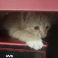 بچه گربه|گربه|خمینی‌شهر, |دیوار