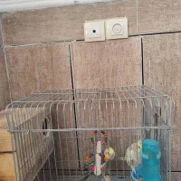 فروش جفت عروس هلندی