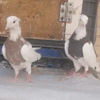 ماهی کفتر|ماهی|یزد, |دیوار