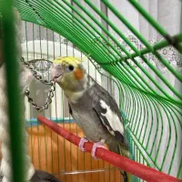 جوجه عروس هلندی