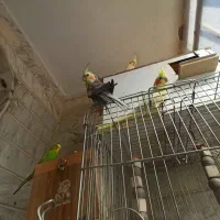 عروس هلندی و طوطی برزیلی|پرنده|شهریار, شهریار|دیوار