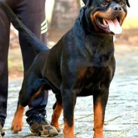 سگ روتوایلر حرفه ای آموزش دار