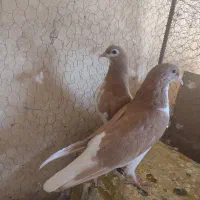 جفت جوجه کبوتر خوشرنگ زرد