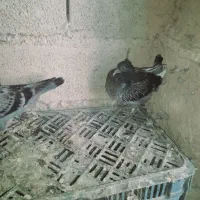 معاوضه یا فروشی|پرنده|فراغی, |دیوار