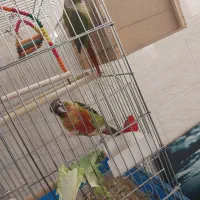 طوطی گرینچیک