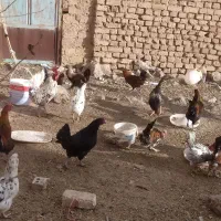 مرغ گلین تخم گذار