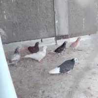 کبوتر کله دم سبز طوقی زرد سرخ گرگی