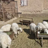 بره نر وپیش|حیوانات مزرعه|میمه, |دیوار