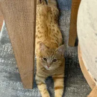 گربه نارنجی