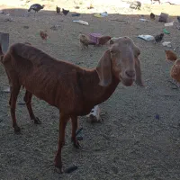 یک عدد بز به فروش میرسد
