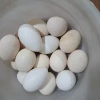 تخم مرغ گلین