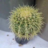 انواع گلهای آپارتمانی|گل و گیاه طبیعی|رشت, فلسطین|دیوار