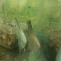 مولد آنجل بلغاری