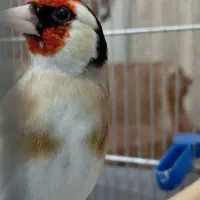 سهره نر آنتیک|پرنده|تهران, اتابک|دیوار