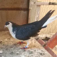 کفتر