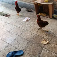 خروس سرخ رنگ سر زنده..