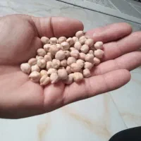 نخود بهاره