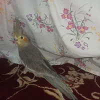 جوجو عروس هلندی