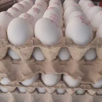 تخم مرغ درشت قیمت عمده