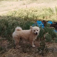 پاکوتا|سگ|یامچی, |دیوار