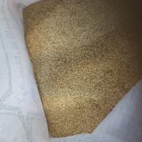 بذر گندم دیم|خدمات باغبانی و درختکاری|اراک, |دیوار