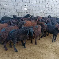 24راس بره  قزل افشار