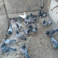 کفتر پلاکی ۱۰ جفت خیلی عالی|پرنده|قم, انسجام|دیوار