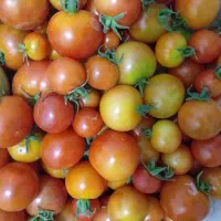 تماته و بیبار محلی