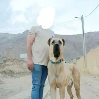 سگ سرابی توضیحات خوانده شود