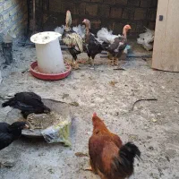 مرغ و خروس لاری|حیوانات مزرعه|قم, شهرک مهدیه (مدرس)|دیوار