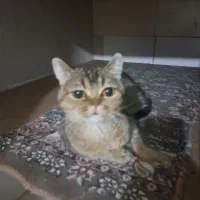 گربه پرشین اسکاتیش بریتیش|گربه|کرج, گوهردشت|دیوار