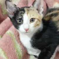 سرپرستی بچه گربه دوماهه