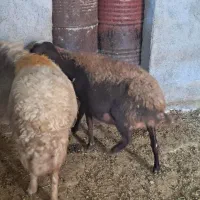 کاور|حیوانات مزرعه|سیوان, |دیوار