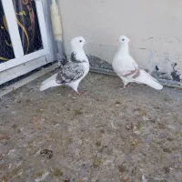 کبوتر پلنگ نباتی|پرنده|دورود, |دیوار