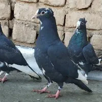 مینا سیاه کاکلی