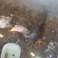 دوتا نوچه خروس و مرغ محلی اصیل لاری