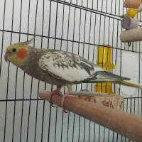 عروس هلندی ماده زیبا|پرنده|لاهیجان, کوی زمانی|دیوار