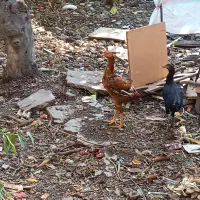 مرغ خروس لاری|حیوانات مزرعه|نگین شهر, |دیوار