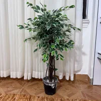 درختچه های وارداتی پریسا